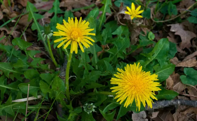 Dandelions