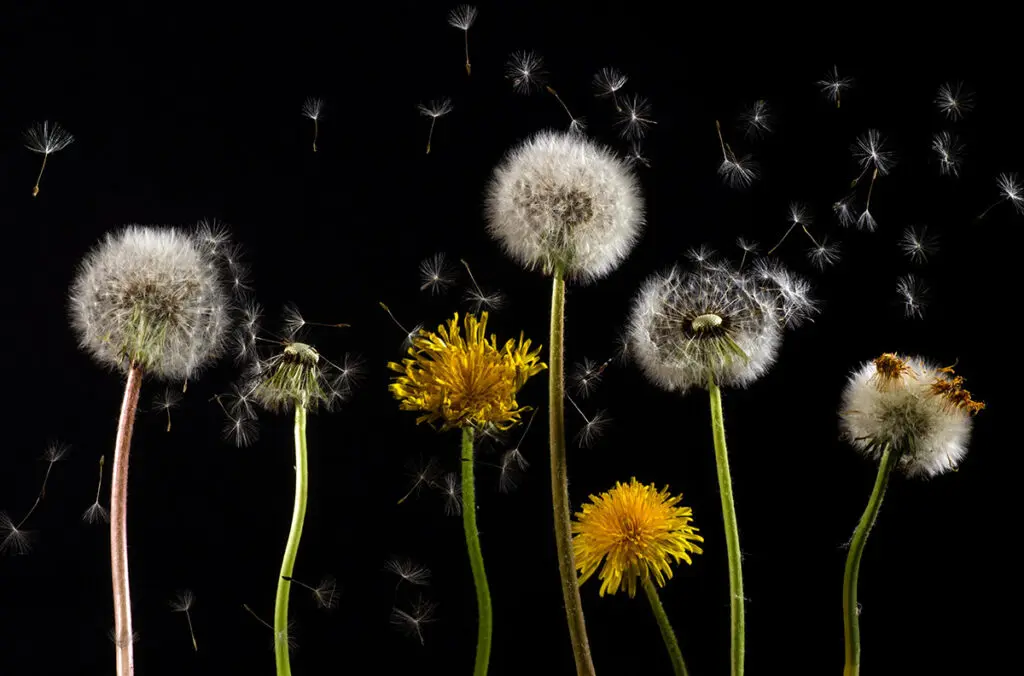 Dandelions with their white puffs and tiny seeds flying into the air.