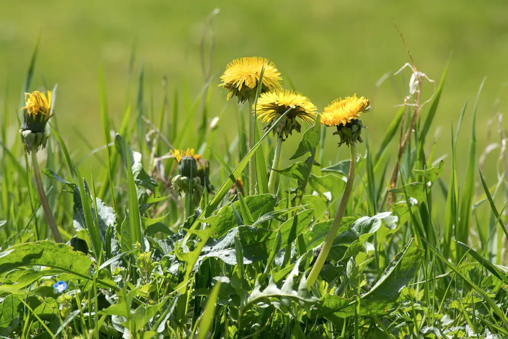 Dandelion flowers