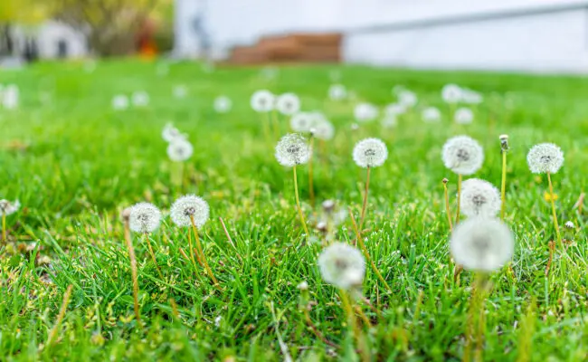 Dandelions going to seed