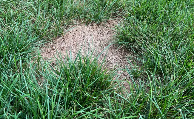 Lawn with a brown dead spot