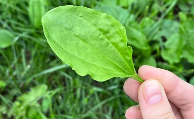 Plaintain broadleaf weed in a person's hand