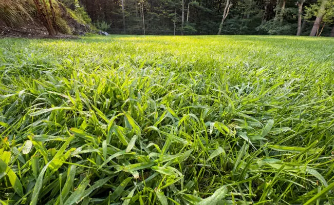 crab grass in a lawn