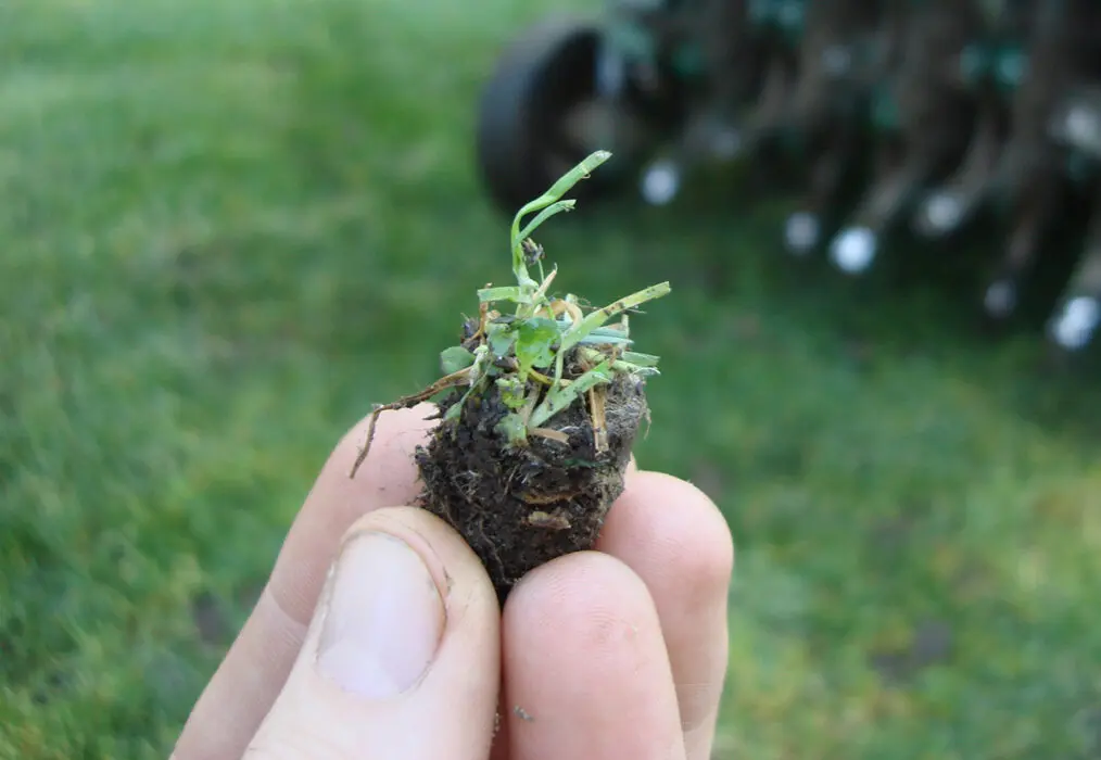person holding a plug of sod after aeration