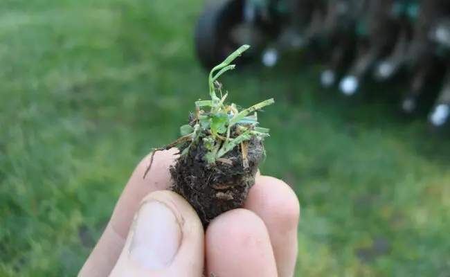 person holding a plug of sod after aeration