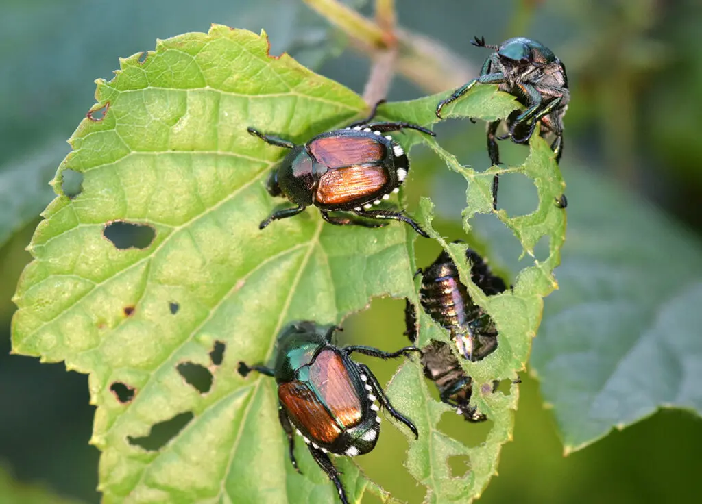 Japanese beetles