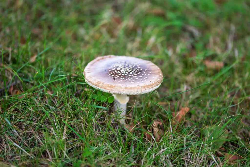 Mushroom growing in grass