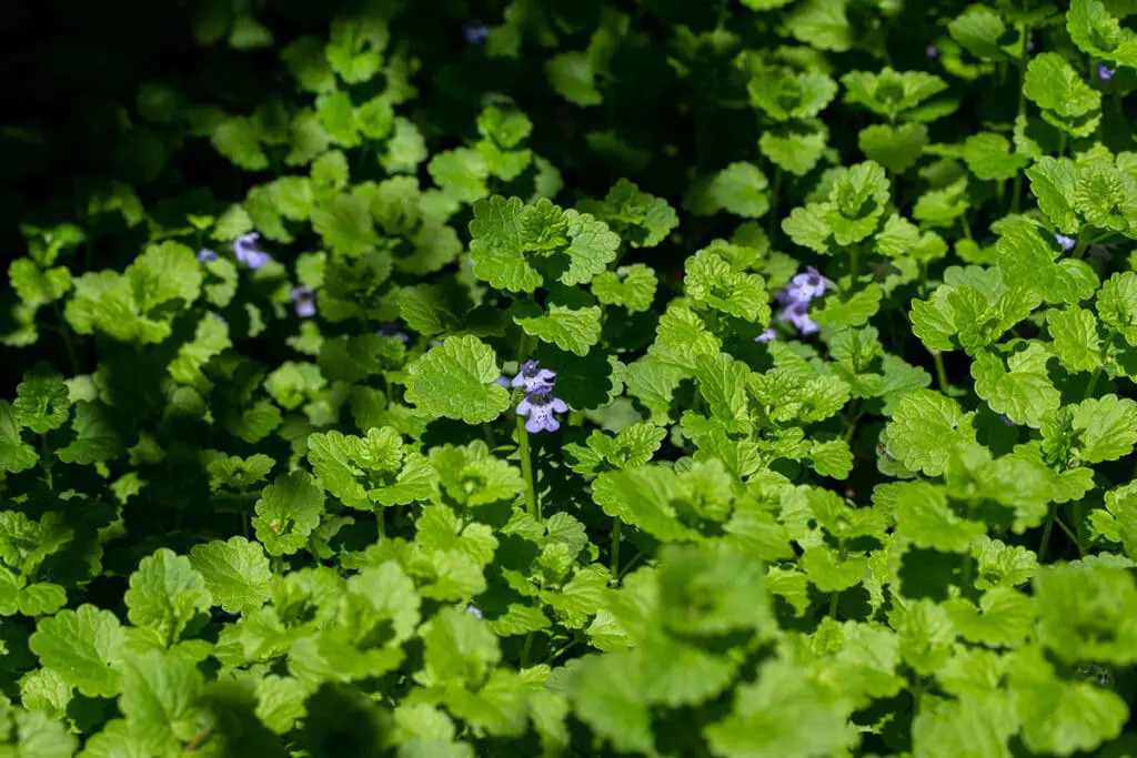 Creeping Charlie weeds