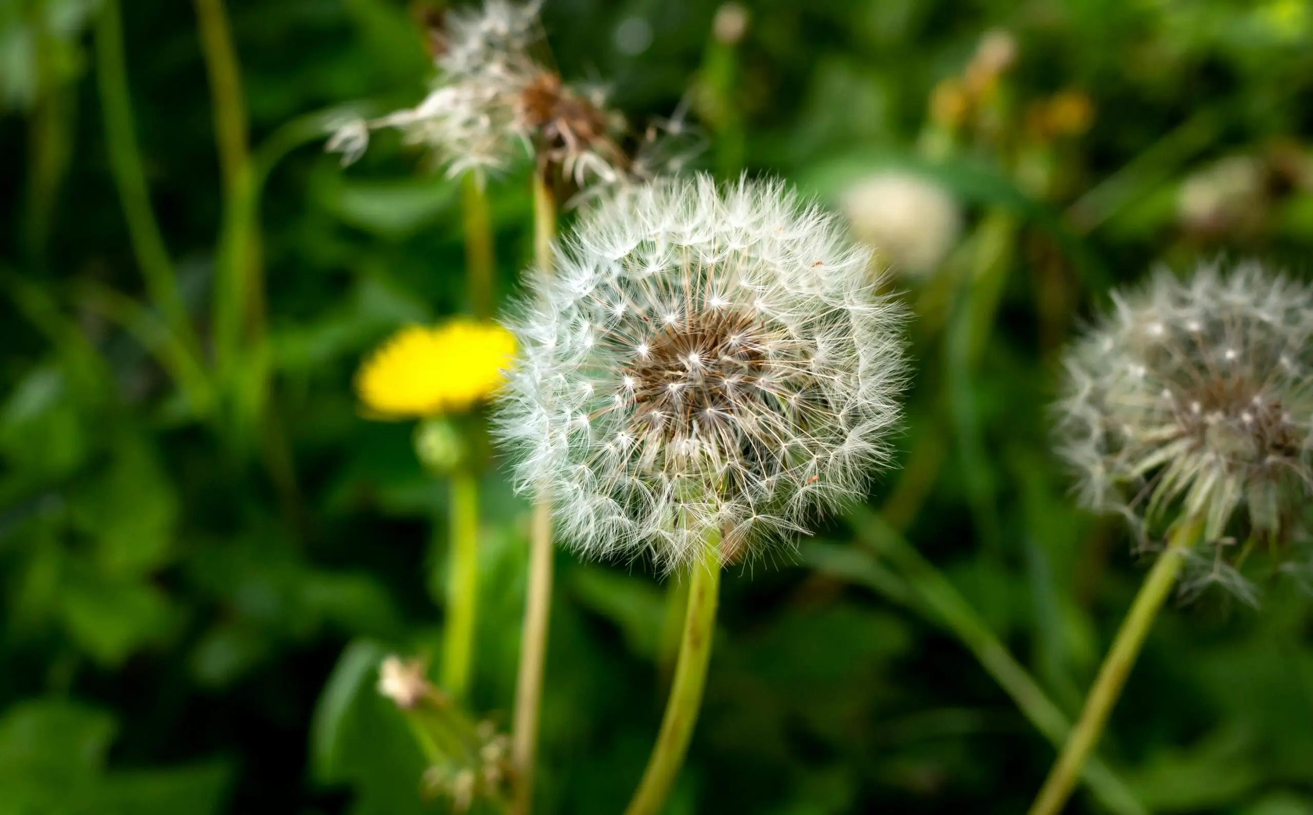 Lawn weeds - Dandelions