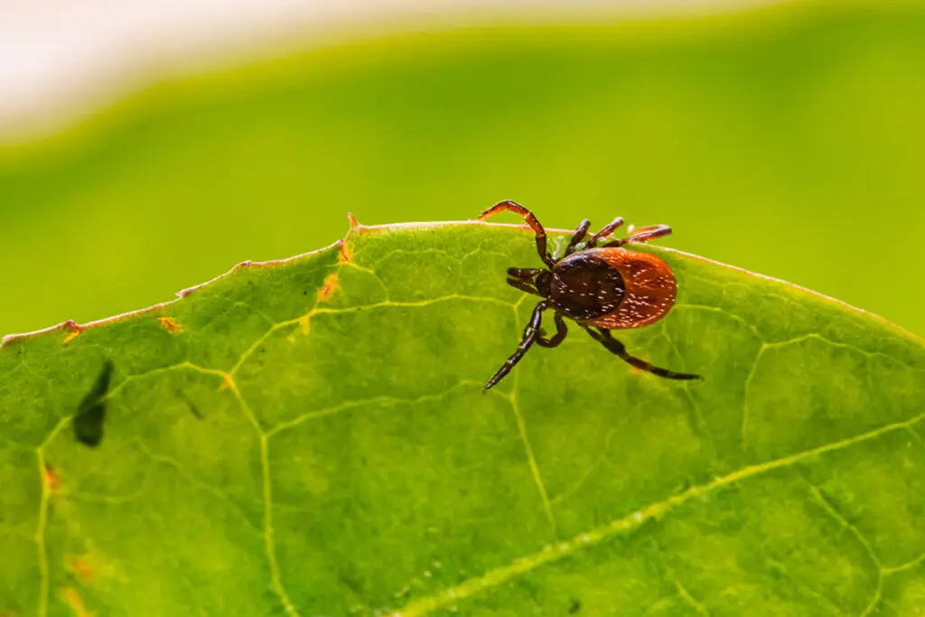 Small tick on a leaf outdoors