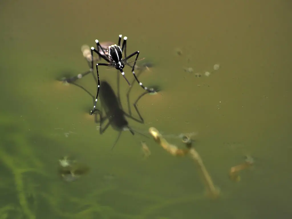 mosquito on water