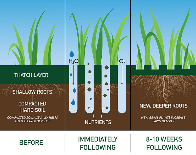 lawn aeration before and after