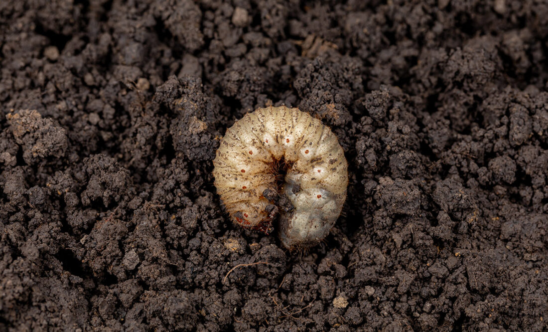 grub in soil