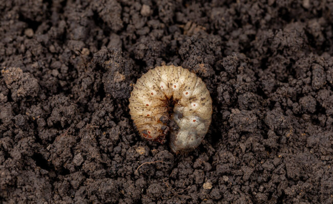 grub in soil