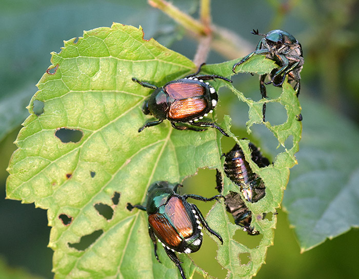 japanese beetles eating backyard plants