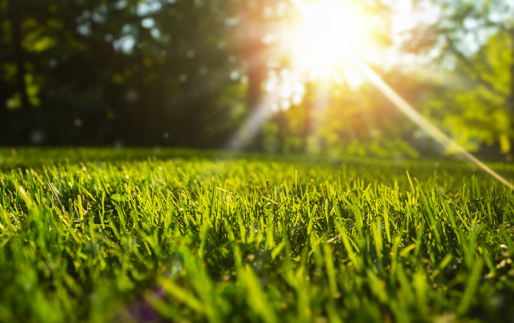Sun shining on a healthy lawn