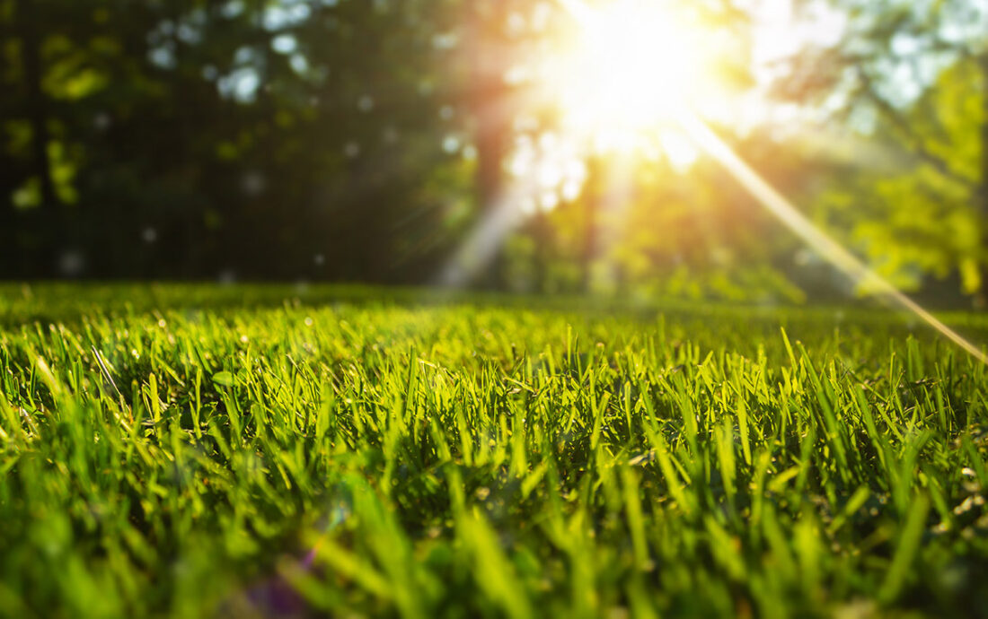 Sun shining on a healthy lawn