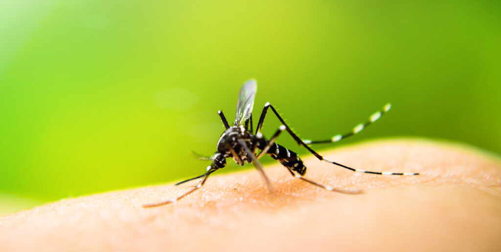 mosquito on a hand