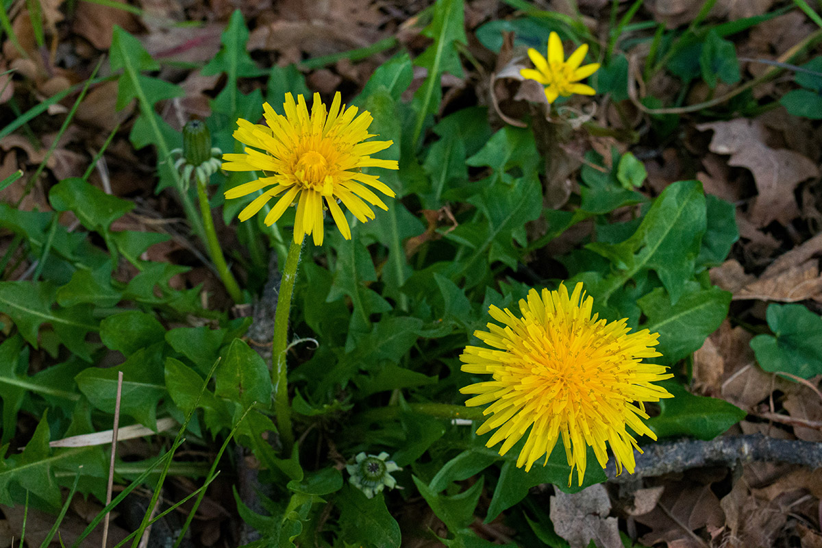Dandelions
