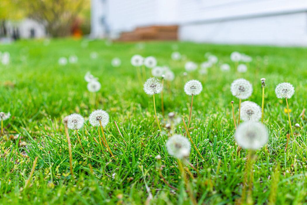 Dandelions going to seed