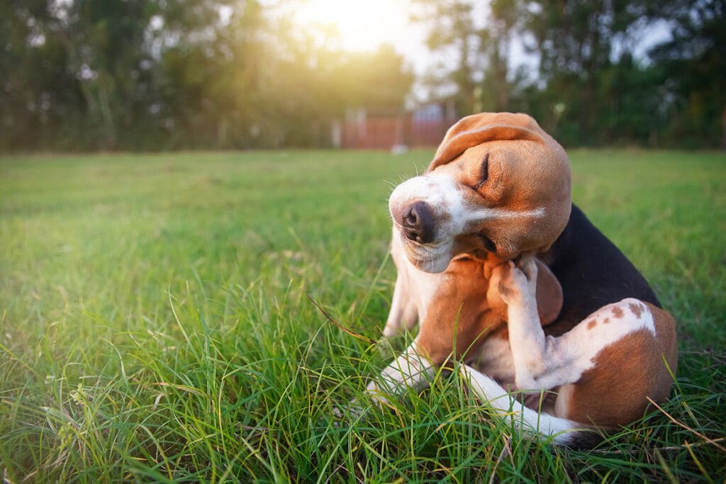 Dog scratching fleas