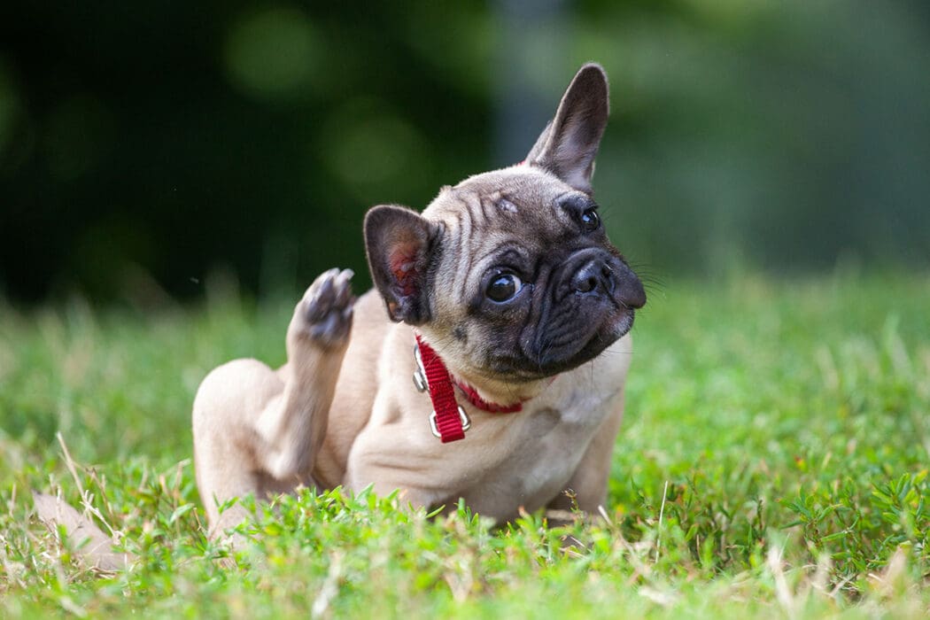 Dog scratching fleas in a lawn