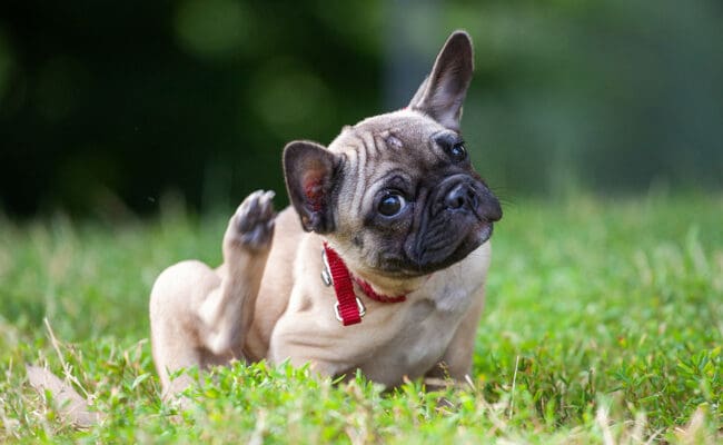 Dog scratching fleas in a lawn