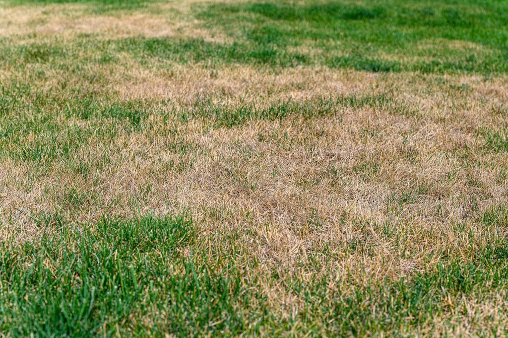 dry grass