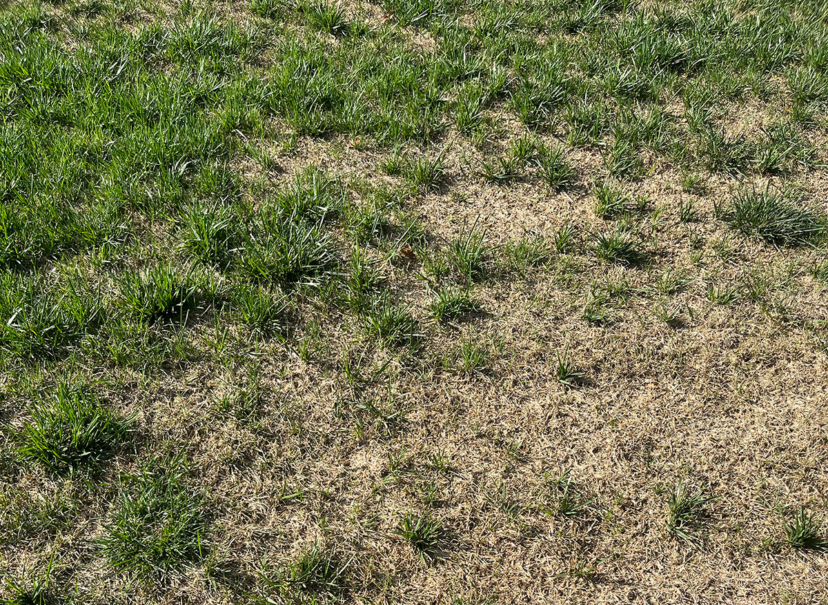 Dead spots in a lawn