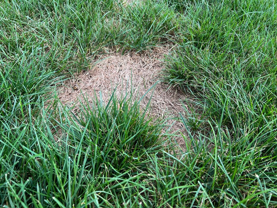 Lawn with a brown dead spot