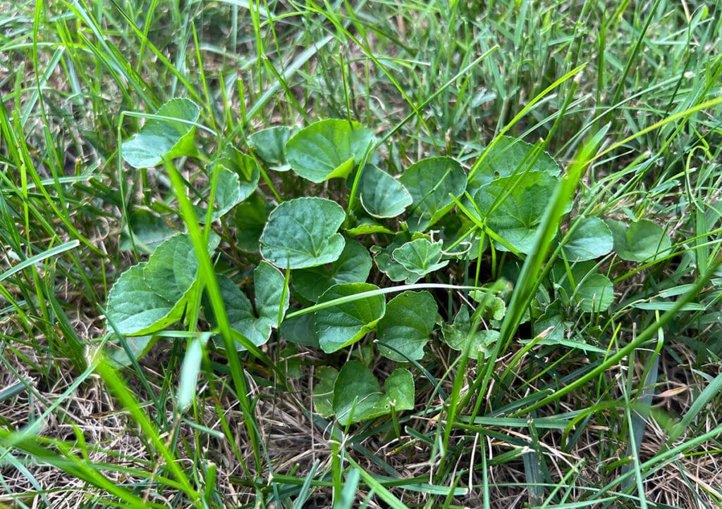 wild violets in a lawn
