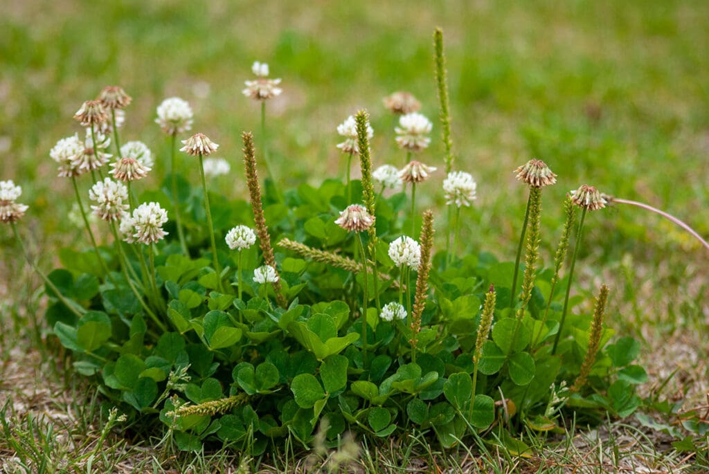 Broadleaf weeds growing in a lawn, including clover and plaintain