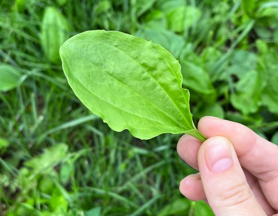 Plaintain broadleaf weed in a person's hand