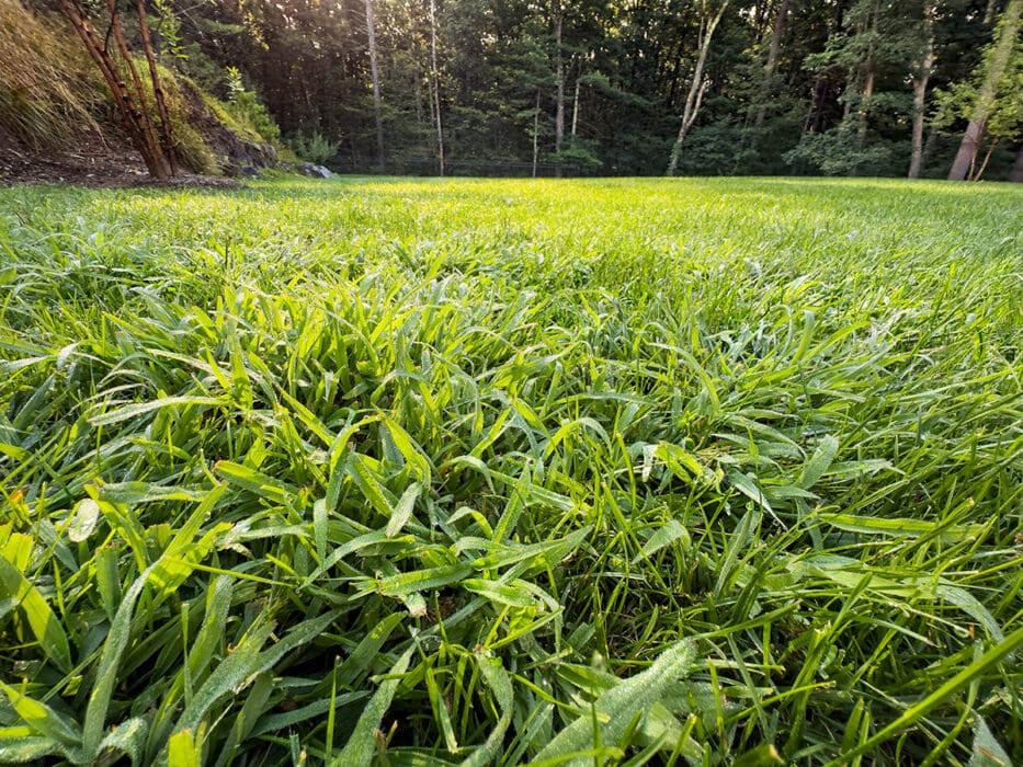 crab grass in a lawn