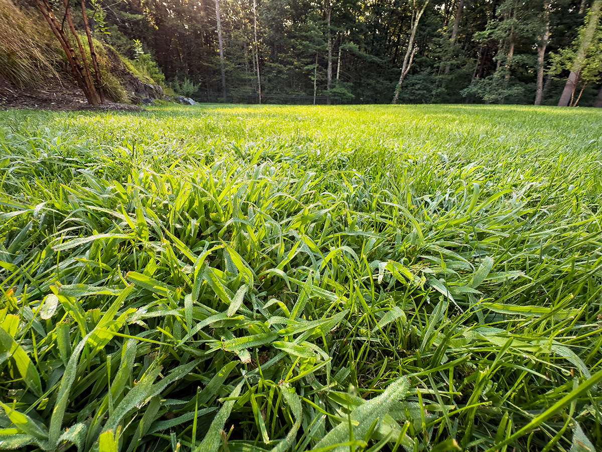crab grass in a lawn