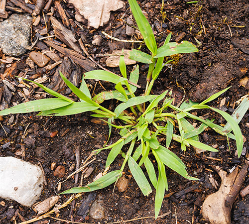 crabgrass weed in a lawn
