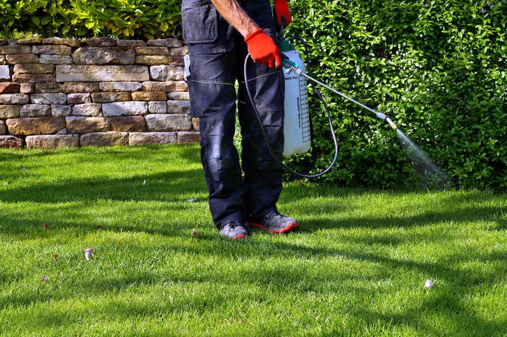 spraying weeds in a lawn