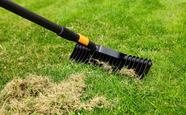 Dethatch lawn