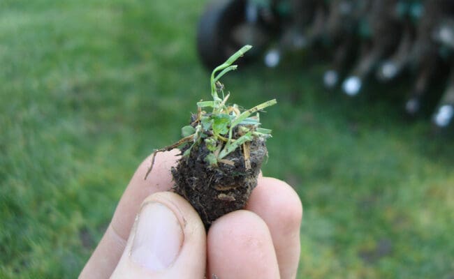 person holding a plug of sod after aeration