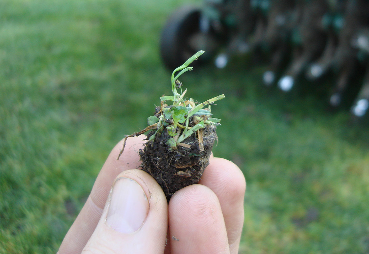 person holding a plug of sod after aeration