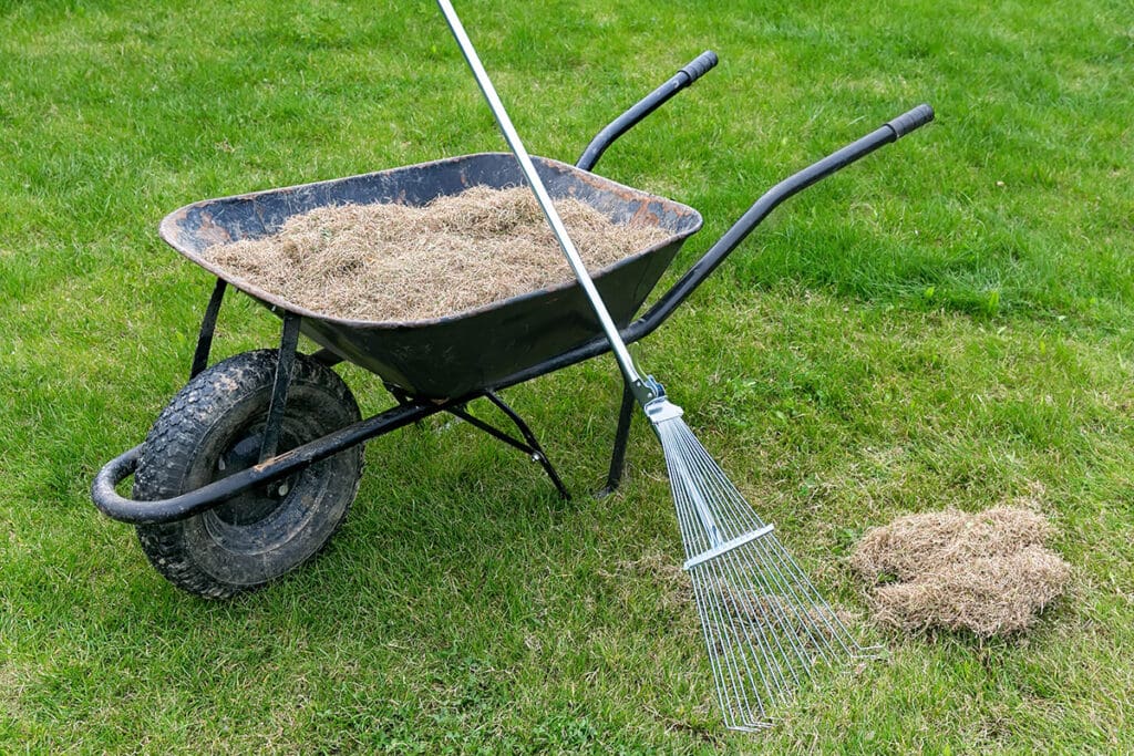 Raking thatch in a lawn