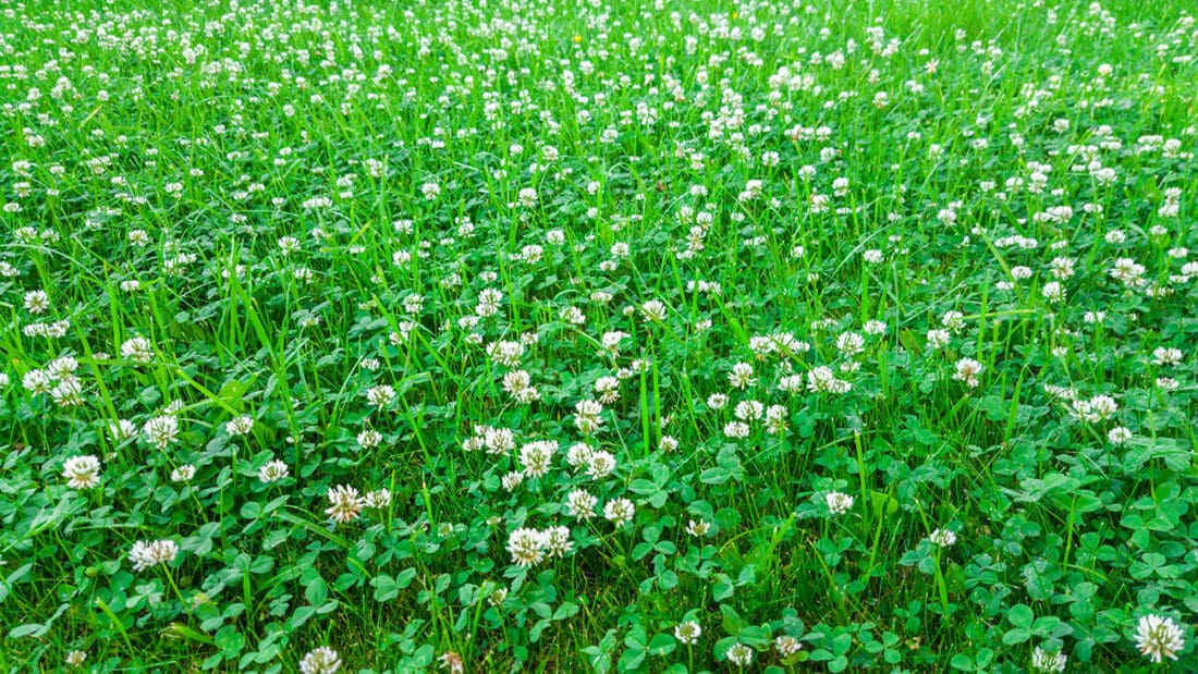 Clover in a lawn