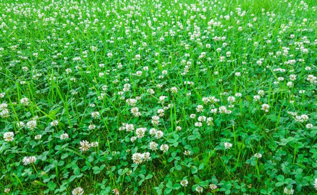 Clover in a lawn
