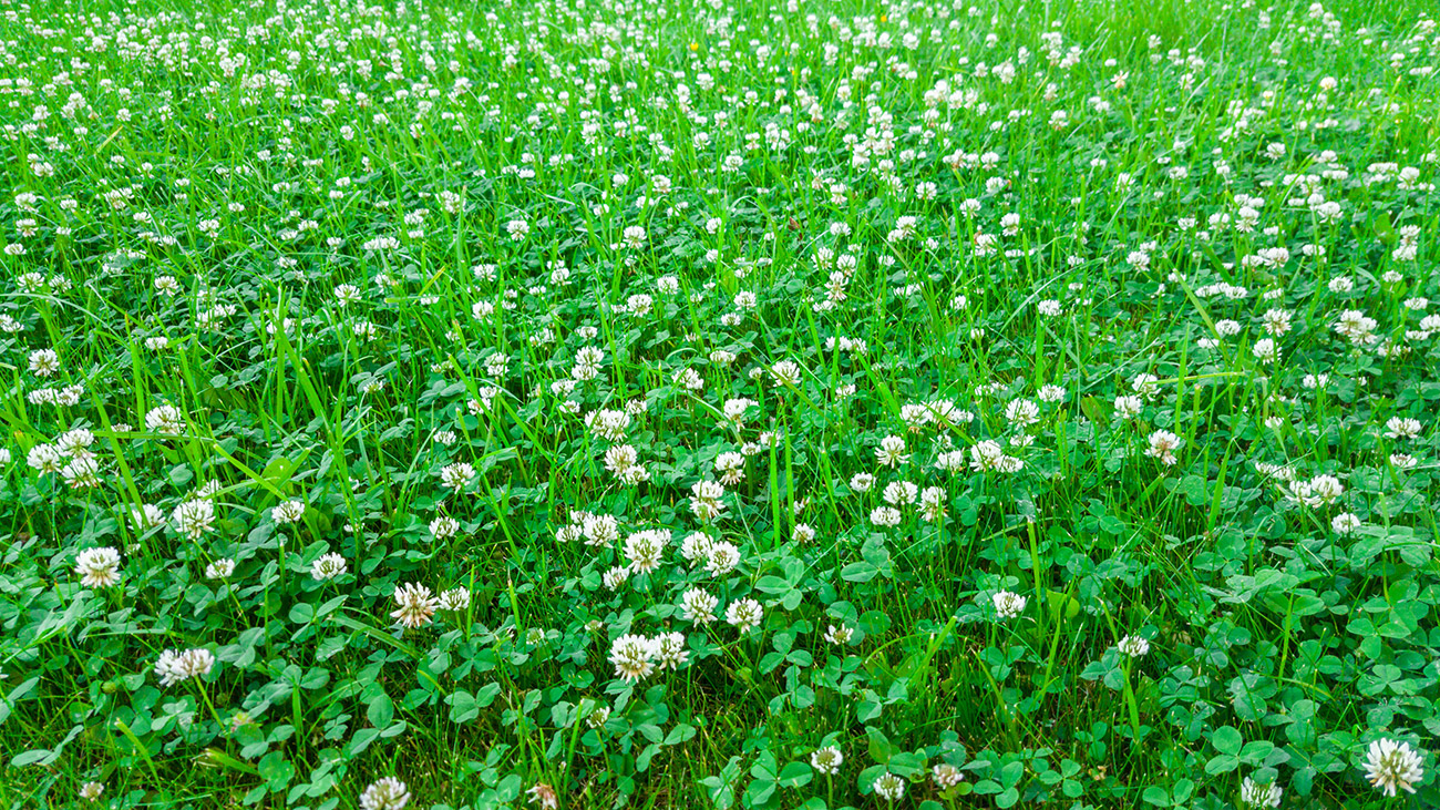 Clover in a lawn