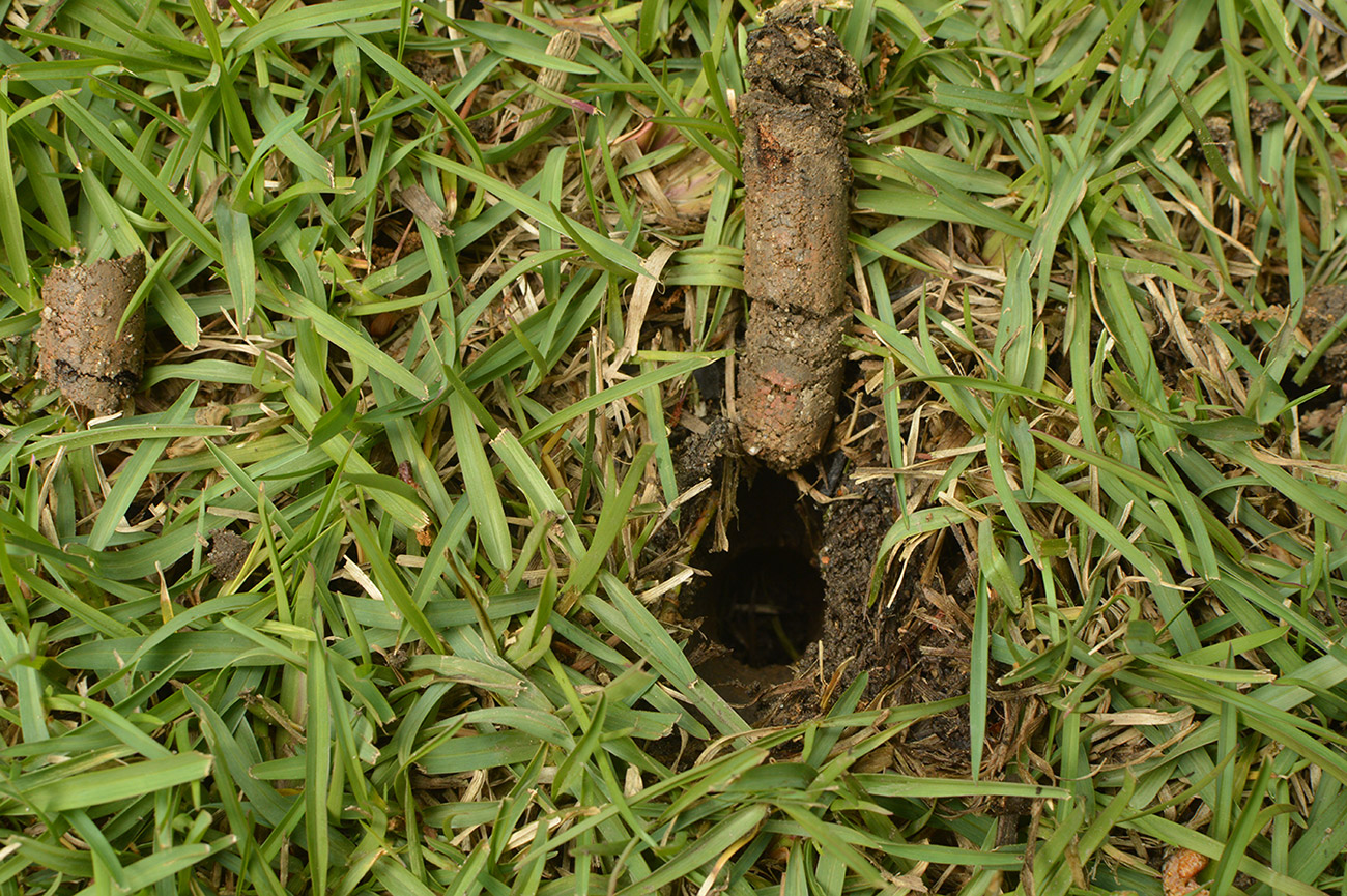 lawn aeration cores