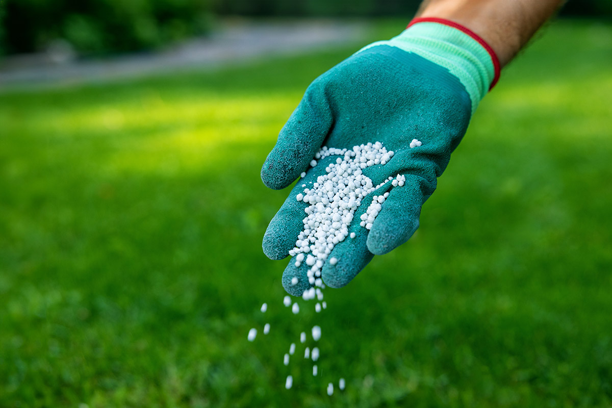 hand scattering lawn fertilizer