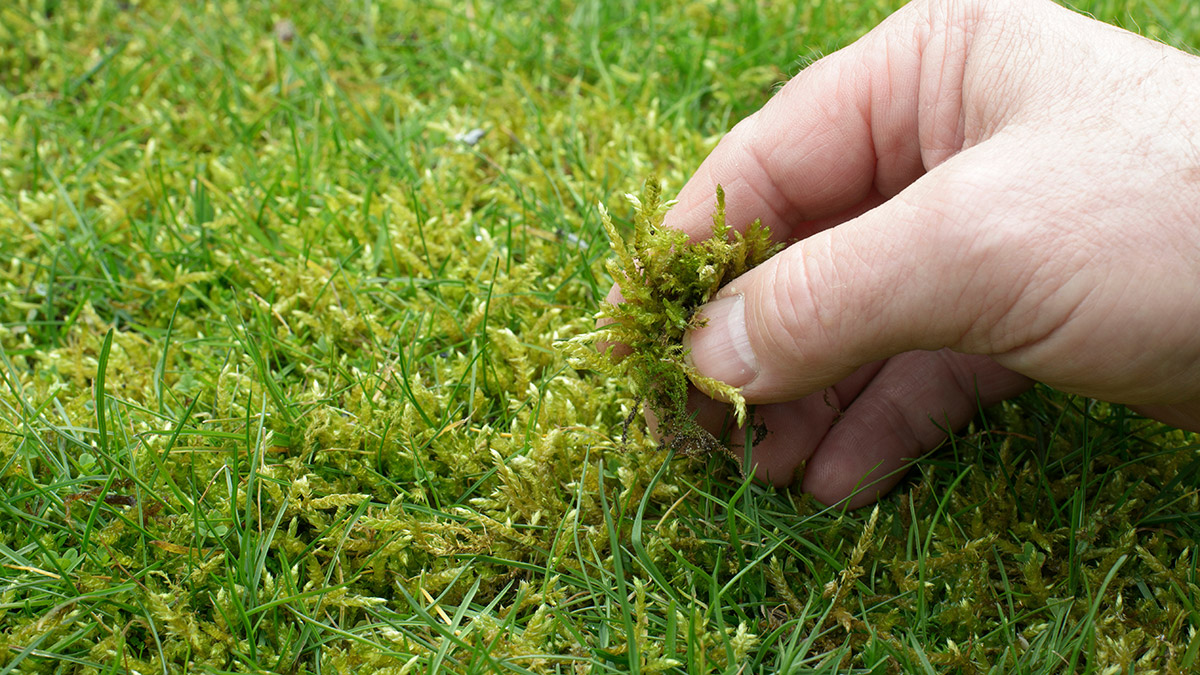 Inspecting moss in lawn