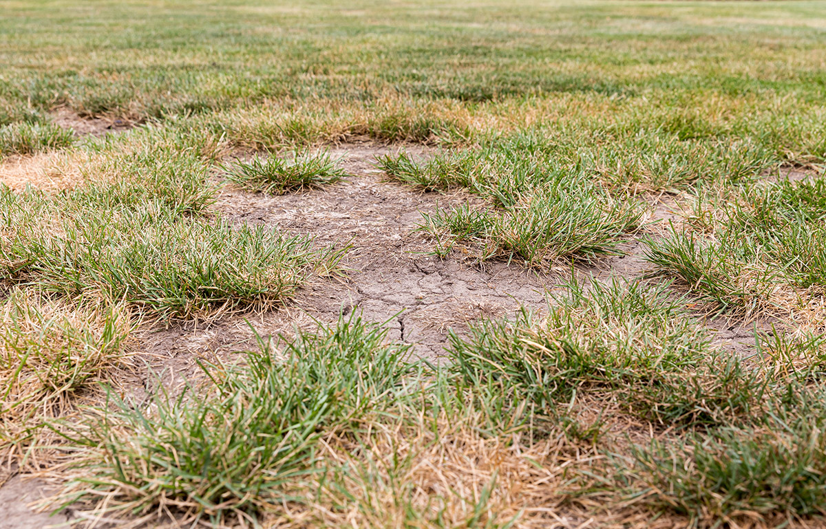 bare spots in a lawn