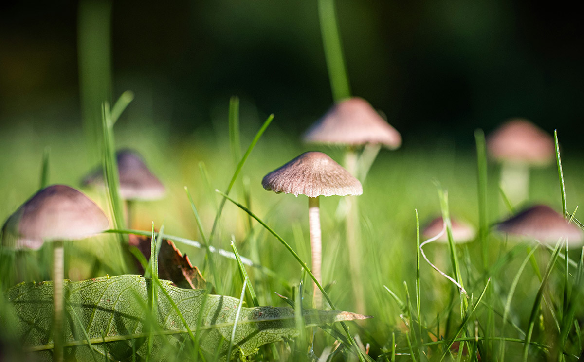 mushrooms growing in a lawn