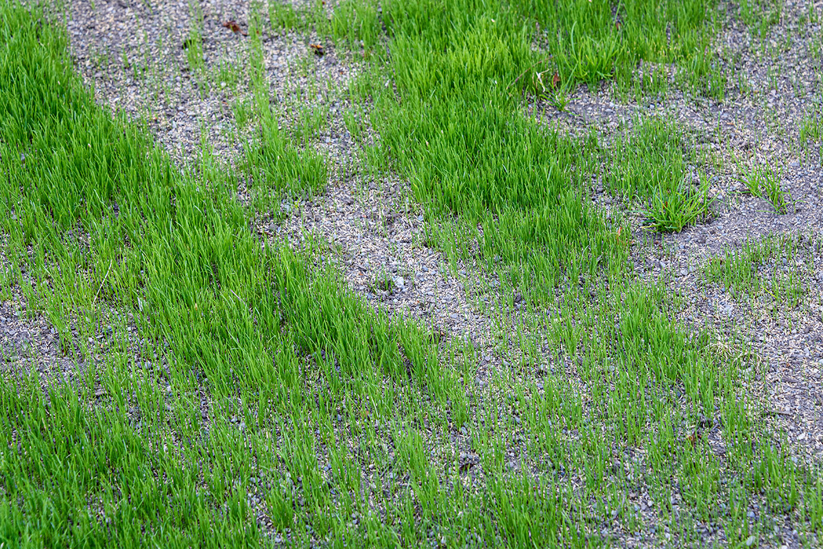 New grass growing from overseeding